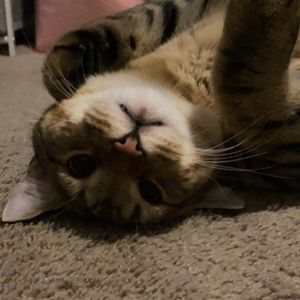 Meet your Posher, Haylee